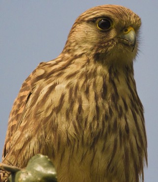 Common Kestrel 